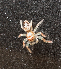 Opisthoncus sexmaculatus