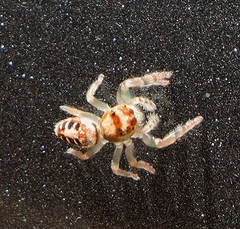 Opisthoncus sexmaculatus