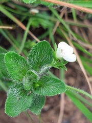 Justicia anagalloides