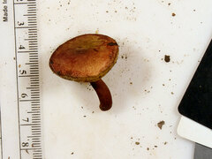 Gyroporus purpurinus