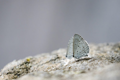 Celastrina lavendularis