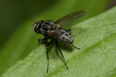 Leucophora