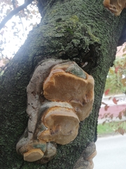Phellinus pomaceus