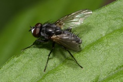 Leucophora