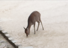 Cervus nippon centralis