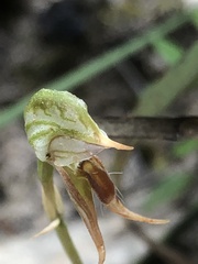 Pterostylis pusilla
