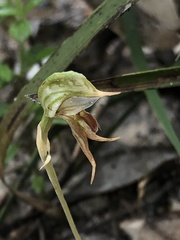 Pterostylis pusilla