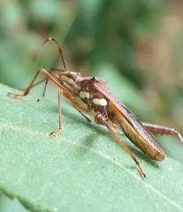 Riptortus abdominalis