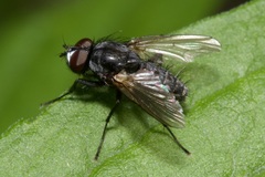 Leucophora