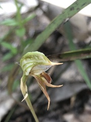 Pterostylis pusilla