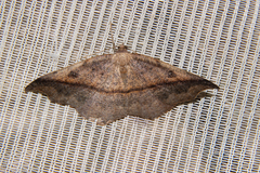 Sarisa muriferata
