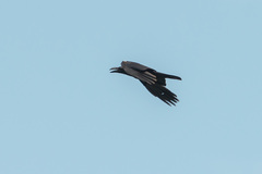 Corvus macrorhynchos
