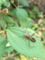 Riptortus abdominalis