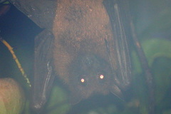 Pteropus giganteus