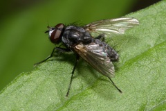 Leucophora