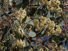 Eucalyptus polyanthemos polyanthemos