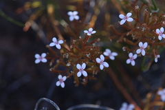 Stylidium