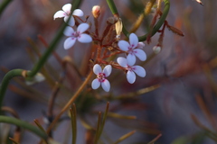 Stylidium