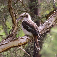 Dacelo novaeguineae novaeguineae