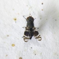 Ulidiidae