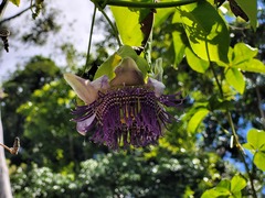 Passiflora serratodigitata