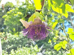 Passiflora serratodigitata