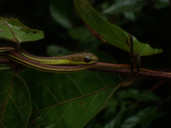 Dendrelaphis caudolineatus