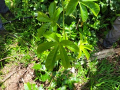 Passiflora serratodigitata