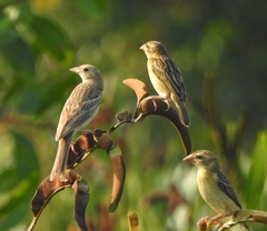Emberiza melanocephala