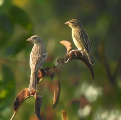 Emberiza melanocephala