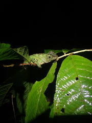 Gonocephalus bornensis