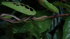 Dendrelaphis caudolineatus