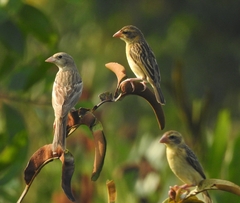 Emberiza melanocephala
