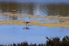 Himantopus leucocephalus