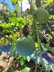 Passiflora serratodigitata