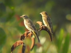 Emberiza melanocephala