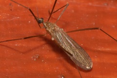 Molophilus