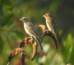 Emberiza melanocephala