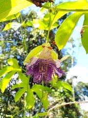 Passiflora serratodigitata