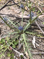 Eryngium ovinum