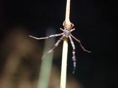 Stephanopis barbipes