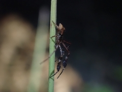 Stephanopis barbipes