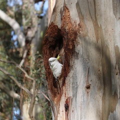 Cacatua galerita galerita