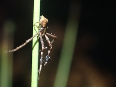 Stephanopis barbipes