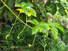 Passiflora serratodigitata