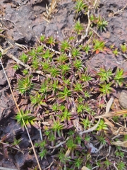 Lepidagathis keralensis