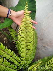 Nephrolepis cordifolia