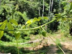 Passiflora serratodigitata