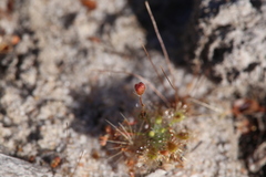 Drosera omissa