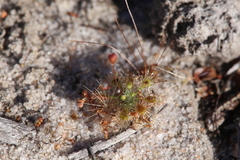 Drosera omissa